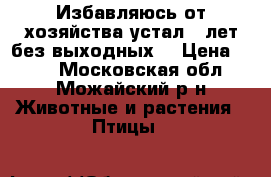 Избавляюсь от хозяйства устал 6 лет без выходных. › Цена ­ 500 - Московская обл., Можайский р-н Животные и растения » Птицы   